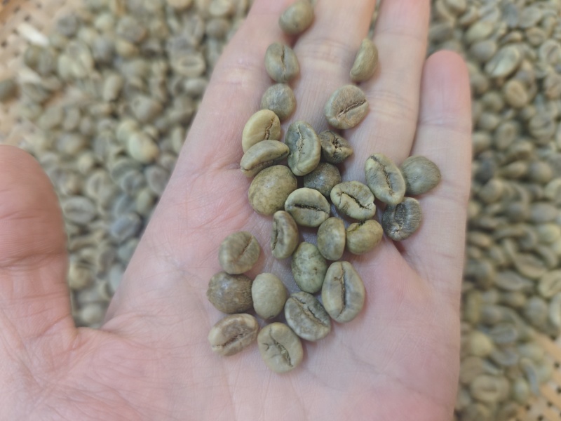 罗豆咖啡豆生豆18目13目二级现货