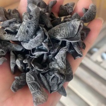 木耳黑木耳秋木耳干木耳地摊展销团购电商干货