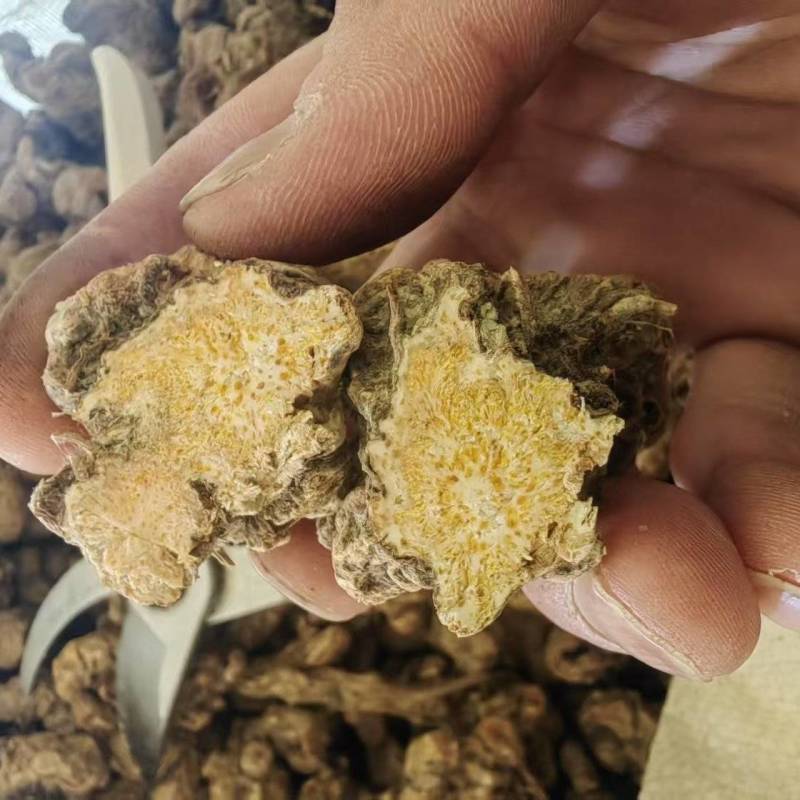 辽宁北苍术～朱砂点