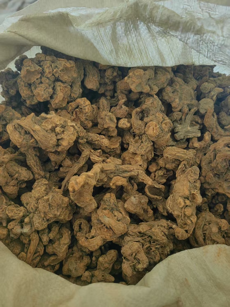 辽宁北苍术～朱砂点