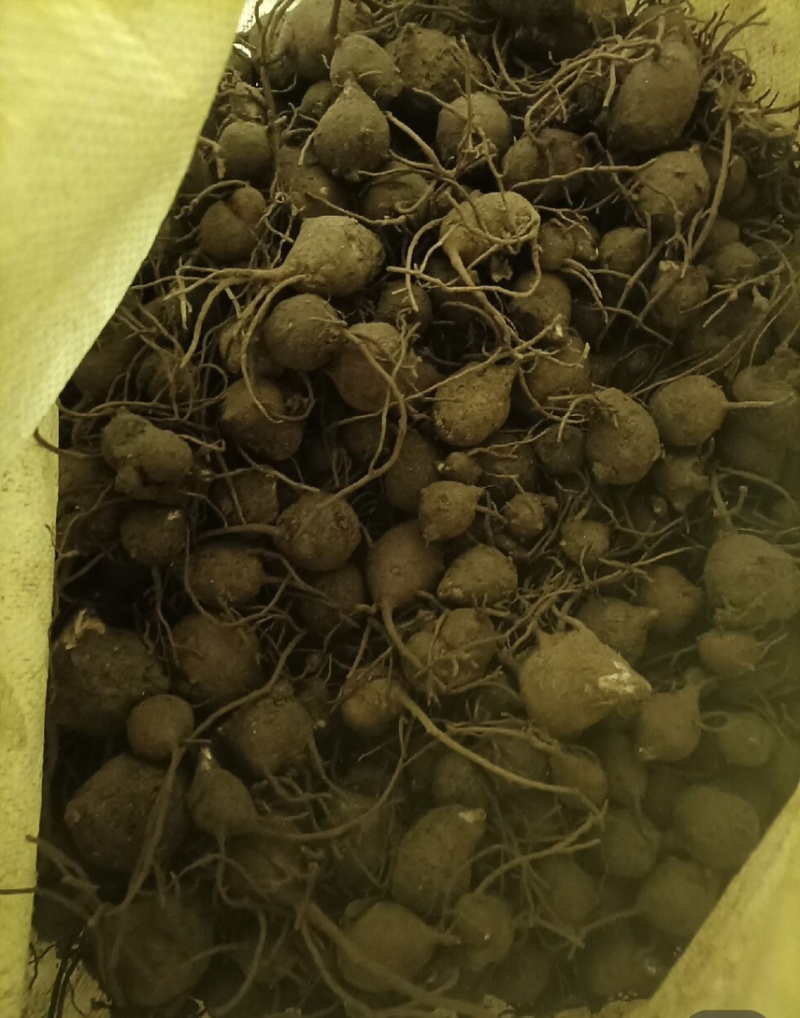 附子产地自产自销乌药干货，个头均匀，鲜活干货出售