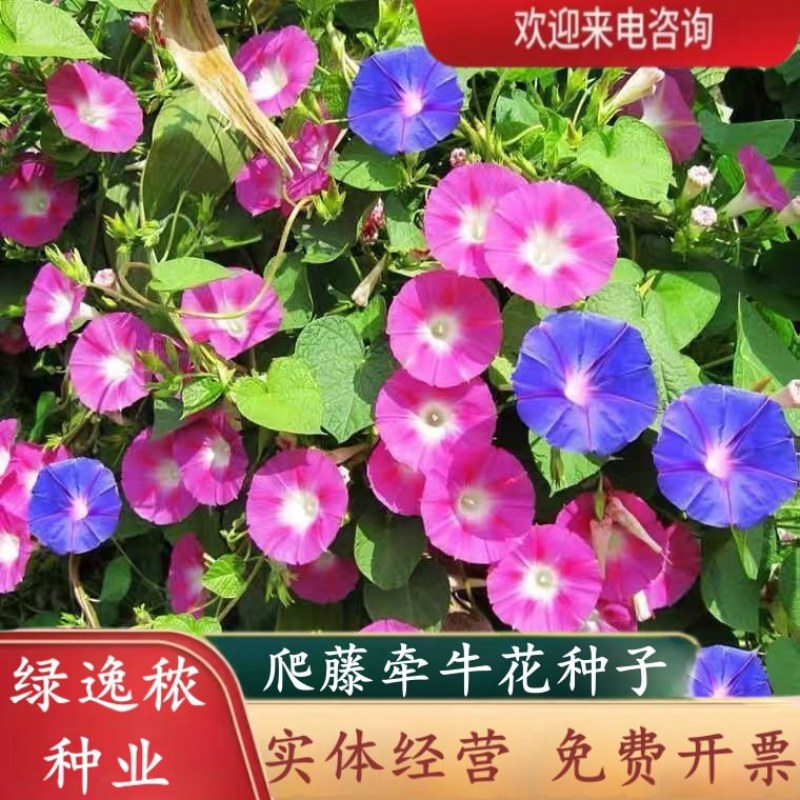 爬藤七色喇叭花牵牛花种子四季室内阳台庭院垂吊盆栽多年生籽