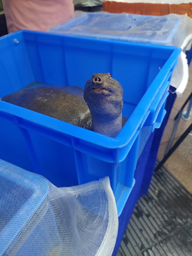 老甲鱼生态甲鱼批发