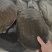 老甲鱼生态甲鱼批发
