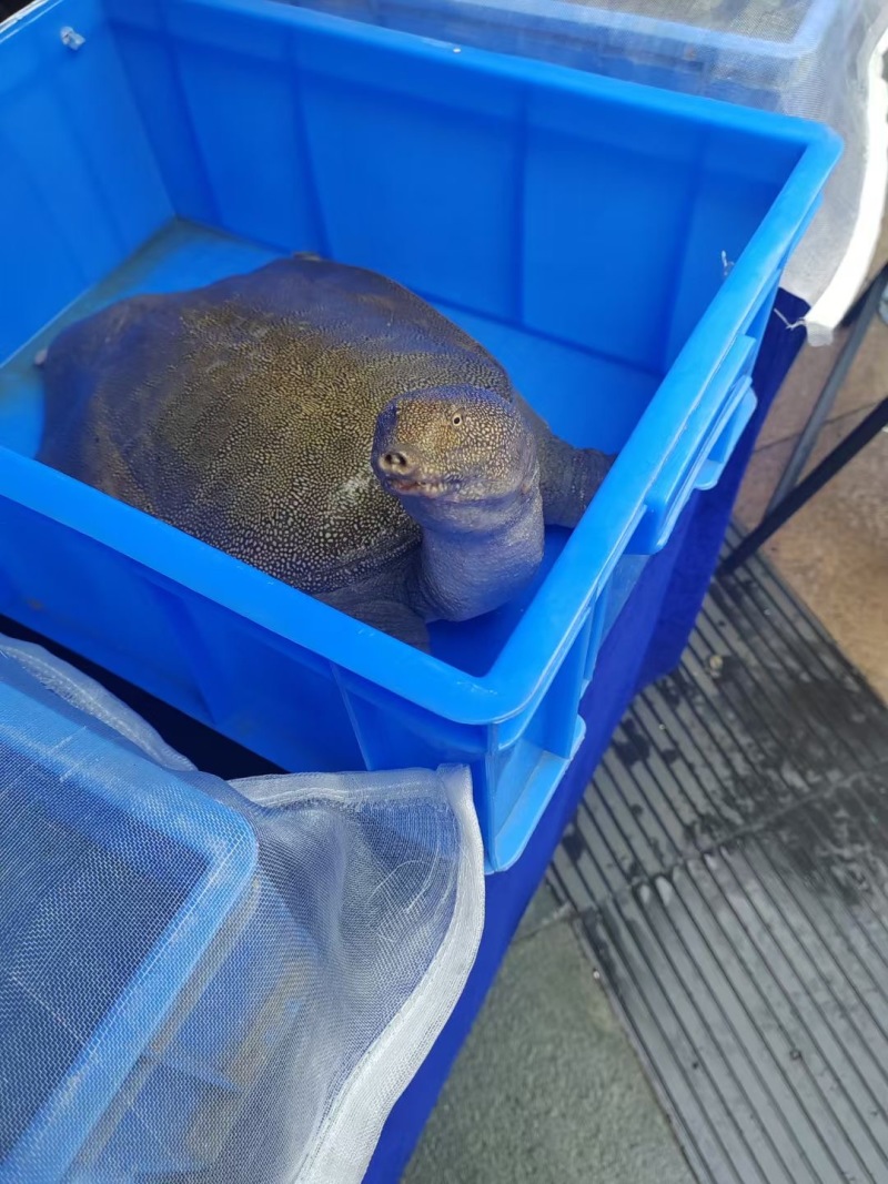 老甲鱼生态甲鱼批发
