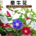 爬藤七色喇叭花牵牛花种子四季室内阳台庭院垂吊盆栽多年生籽