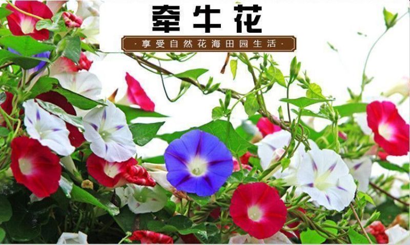 爬藤七色喇叭花牵牛花种子四季室内阳台庭院垂吊盆栽多年生籽