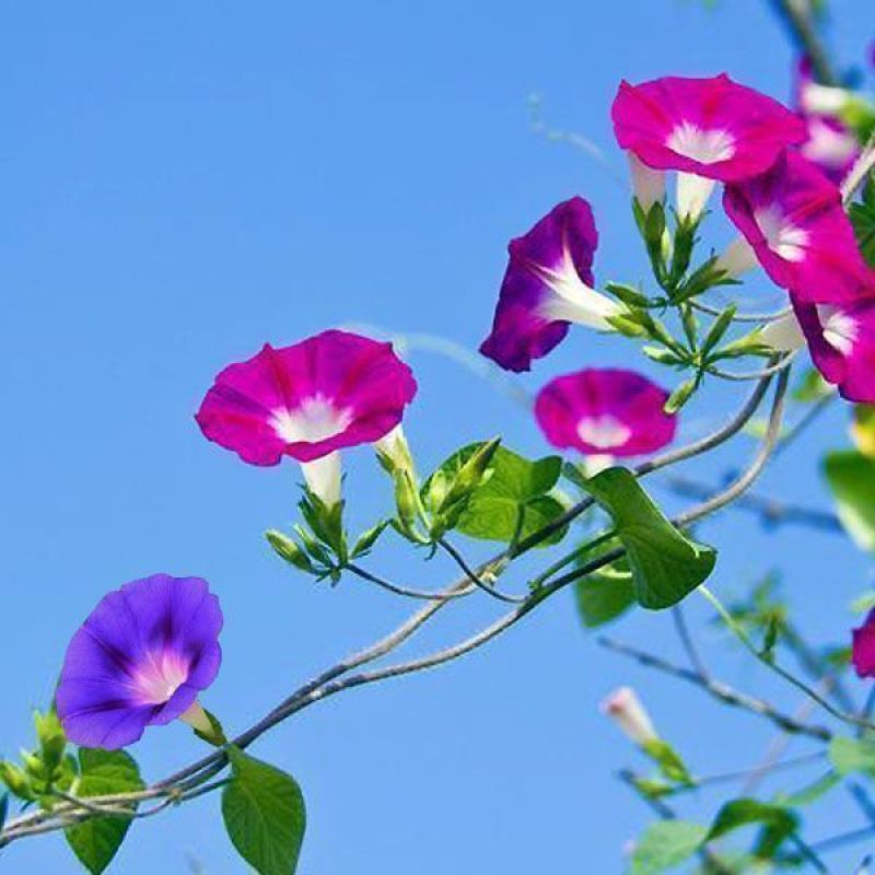 爬藤七色喇叭花牵牛花种子四季室内阳台庭院垂吊盆栽多年生籽