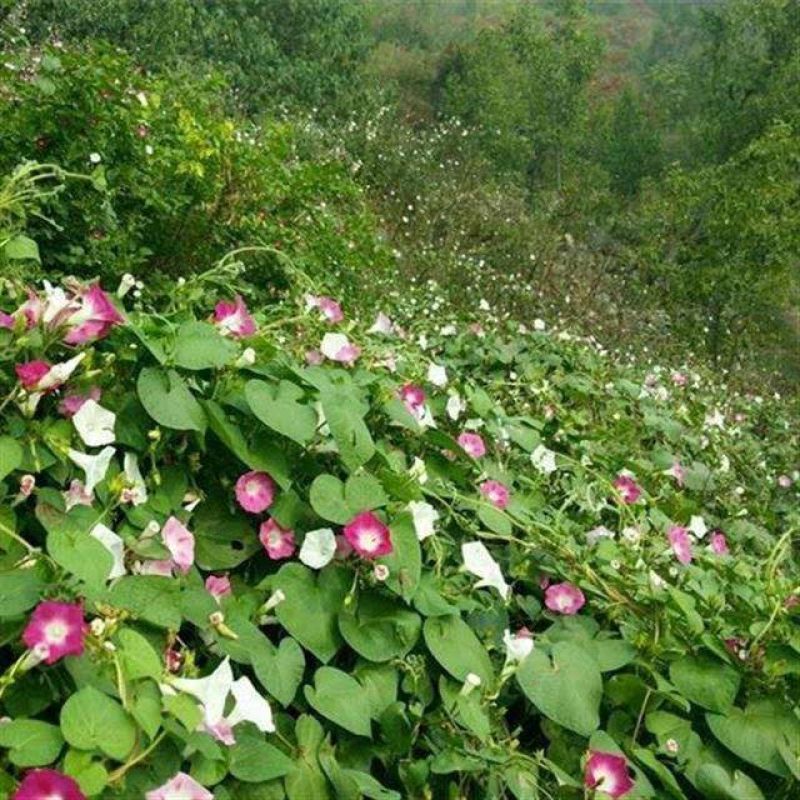 爬藤七色喇叭花牵牛花种子四季室内阳台庭院垂吊盆栽多年生籽