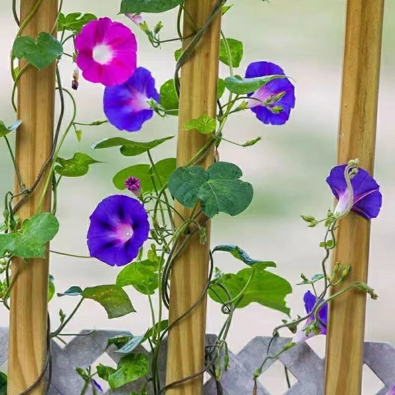 爬藤七色喇叭花牵牛花种子四季室内阳台庭院垂吊盆栽多年生籽