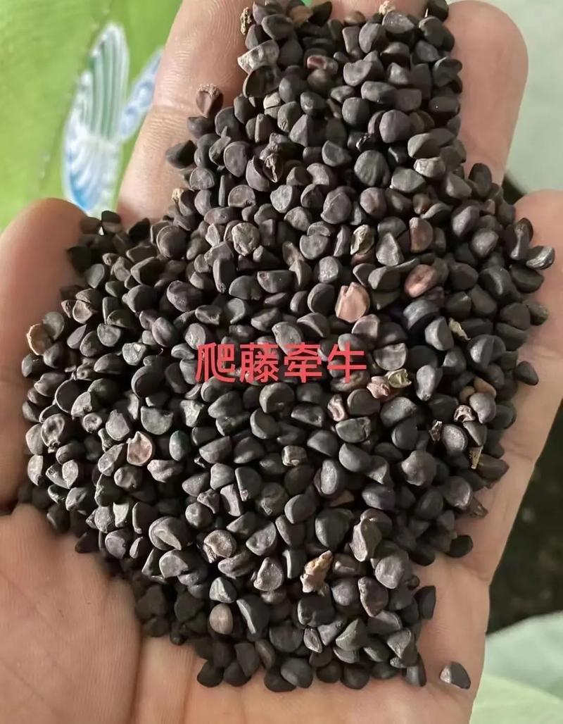 爬藤七色喇叭花牵牛花种子四季室内阳台庭院垂吊盆栽多年生籽