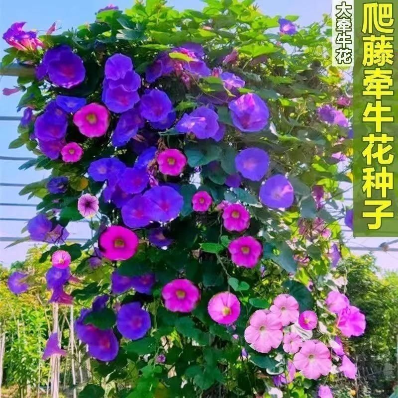 爬藤七色喇叭花牵牛花种子四季室内阳台庭院垂吊盆栽多年生籽