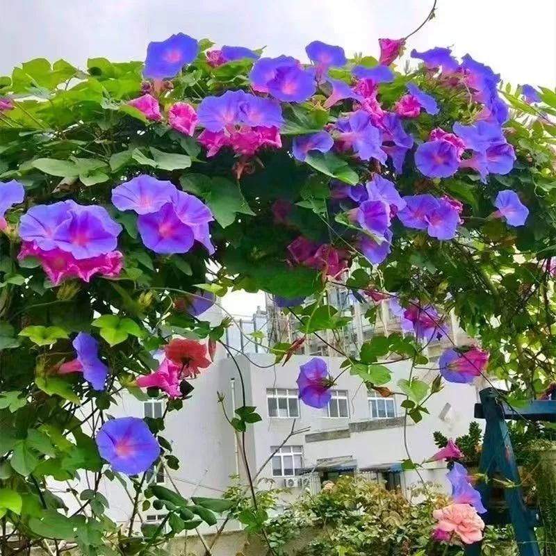 爬藤七色喇叭花牵牛花种子四季室内阳台庭院垂吊盆栽多年生籽