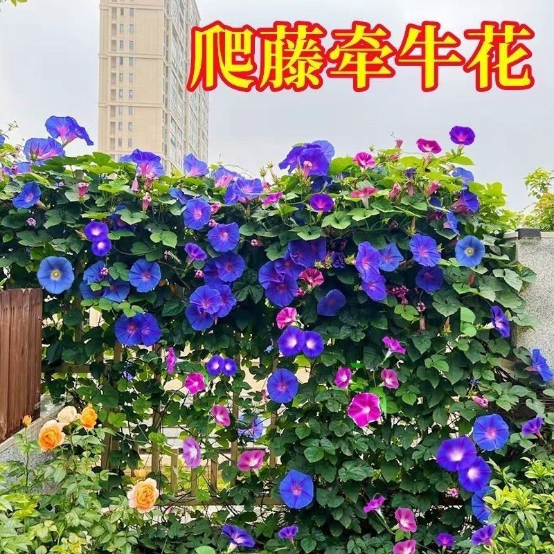 爬藤七色喇叭花牵牛花种子四季室内阳台庭院垂吊盆栽多年生籽