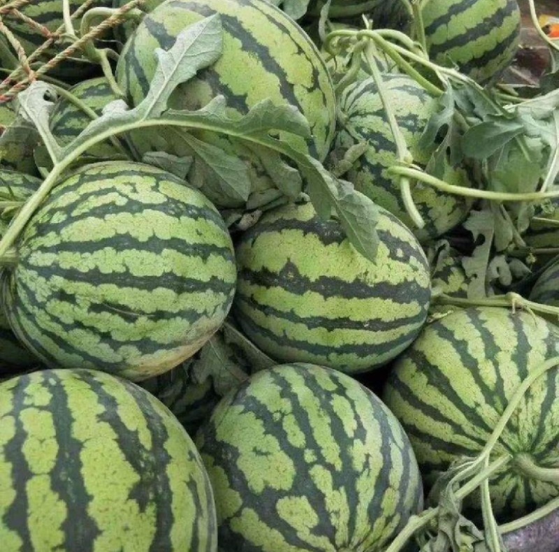 甘肃美都西瓜皮薄肉多无籽可甜可甜一件代发产地直发