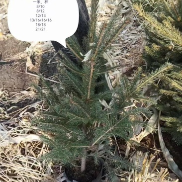 东北云杉,规格全价格低,耐寒品质保证,欢迎选购。