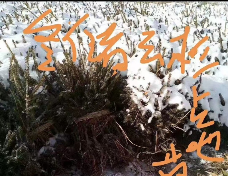 东北云杉，规格全价格低，耐寒品质保证，欢迎选购。