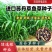 牧草种子苏丹草种籽鱼草种子喂鱼猪牛羊鸡鸭鹅四季高产牧草