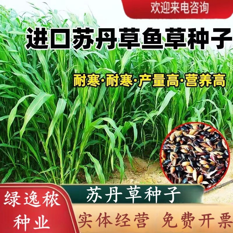 牧草种子苏丹草种籽鱼草种子喂鱼猪牛羊鸡鸭鹅四季高产牧草