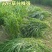 牧草种子苏丹草种籽鱼草种子喂鱼猪牛羊鸡鸭鹅四季高产牧草