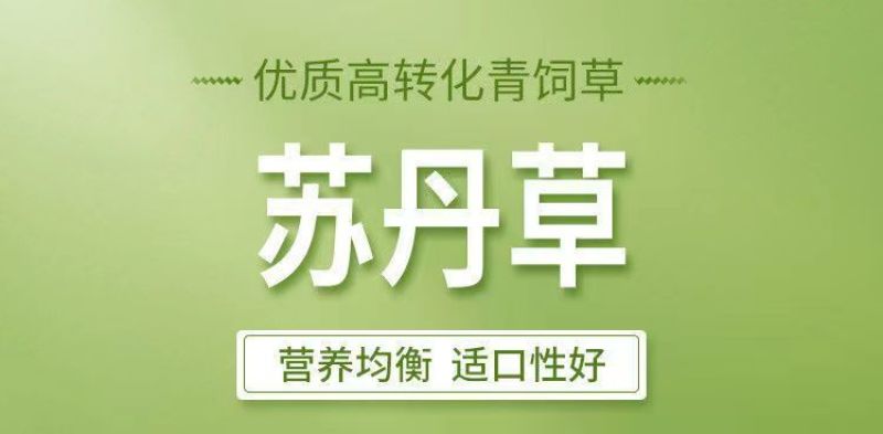 牧草种子苏丹草种籽鱼草种子喂鱼猪牛羊鸡鸭鹅四季高产牧草