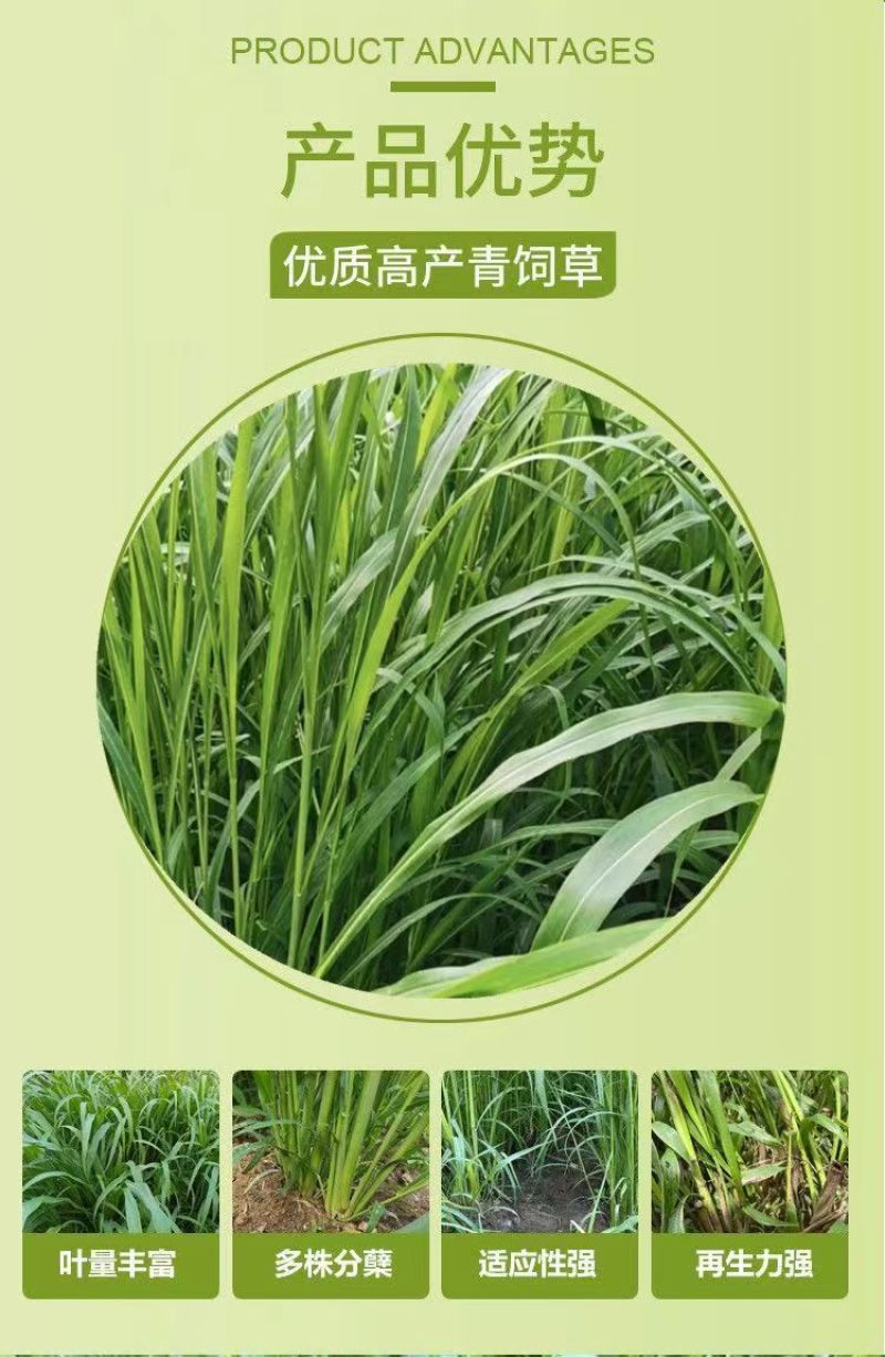 牧草种子苏丹草种籽鱼草种子喂鱼猪牛羊鸡鸭鹅四季高产牧草