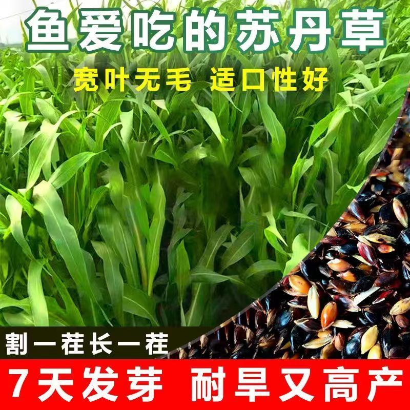 牧草种子苏丹草种籽鱼草种子喂鱼猪牛羊鸡鸭鹅四季高产牧草