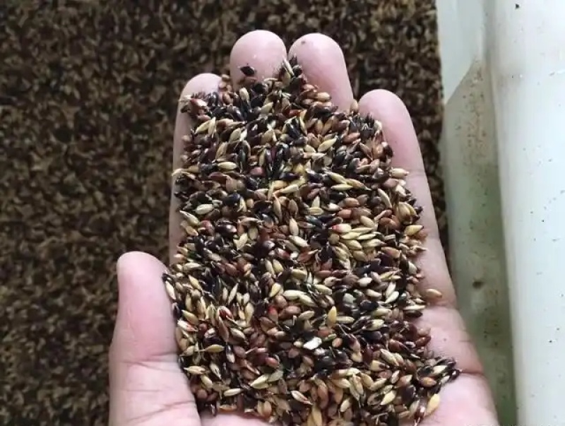 牧草种子苏丹草种籽鱼草种子喂鱼猪牛羊鸡鸭鹅四季高产牧草