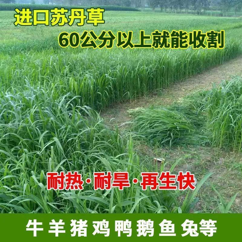 牧草种子苏丹草种籽鱼草种子喂鱼猪牛羊鸡鸭鹅四季高产牧草