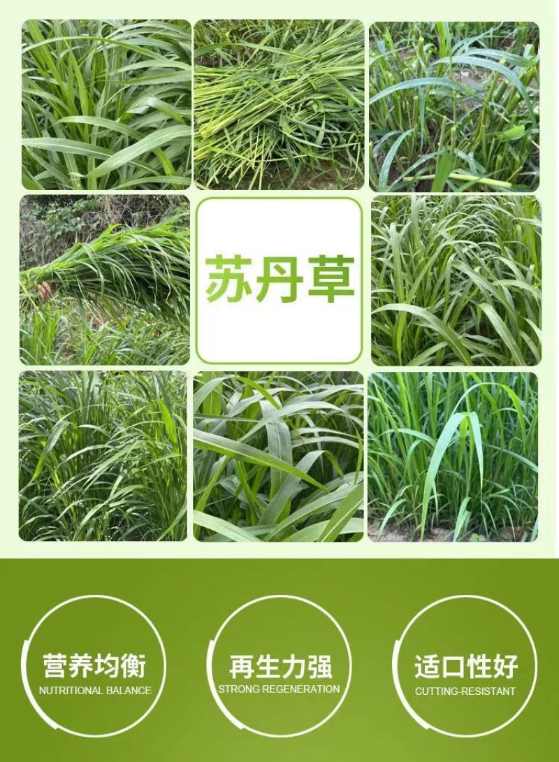 牧草种子苏丹草种籽鱼草种子喂鱼猪牛羊鸡鸭鹅四季高产牧草