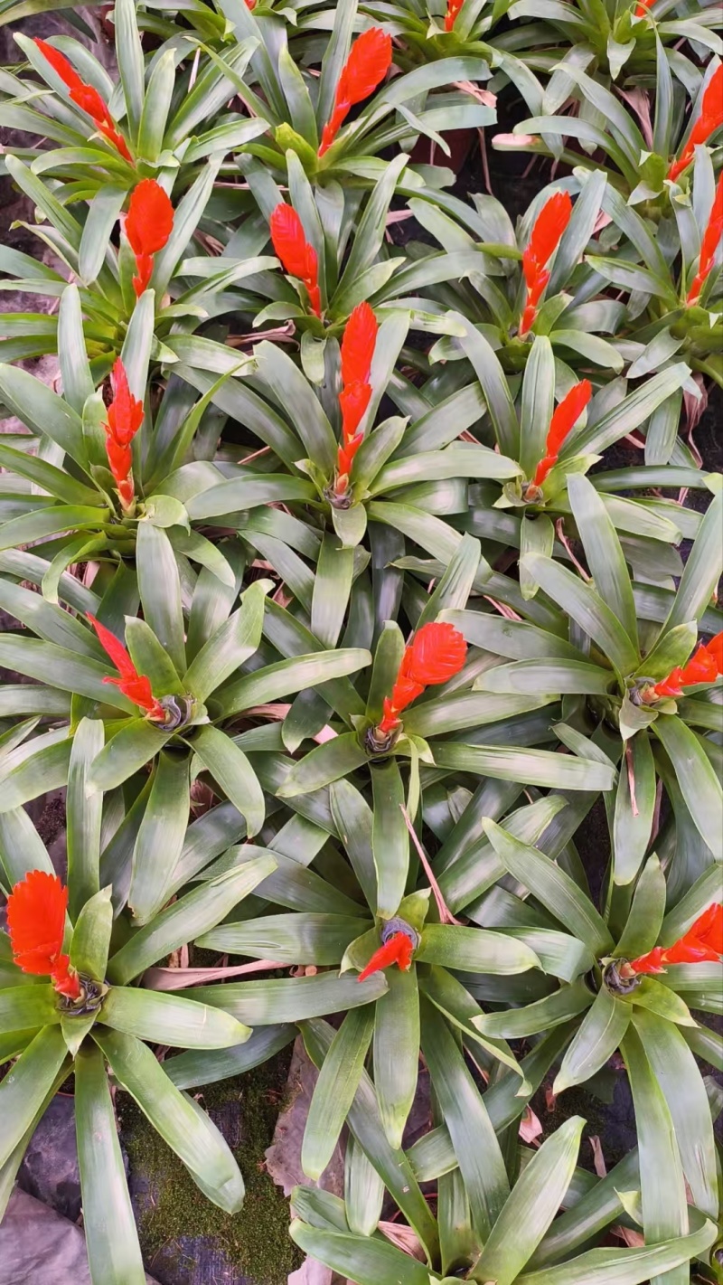 卡丽花120杯3.5元，一件25盆
