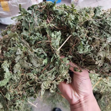 珠儿参叶中药材珠子参叶正品珠子参叶珠儿参扣子七新货