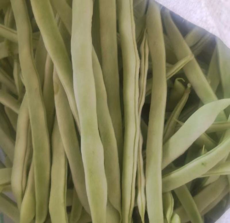山东白芸豆万亩基地产地直供价格合理代发全国