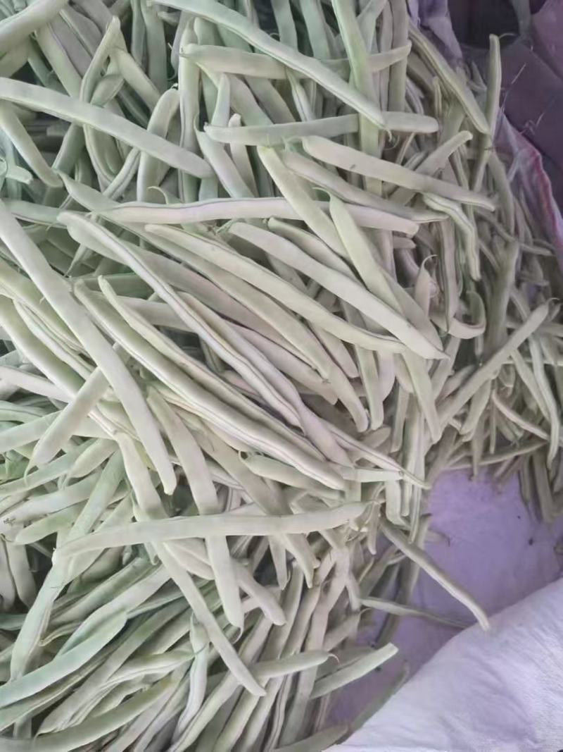 山东白芸豆万亩基地产地直供价格合理代发全国