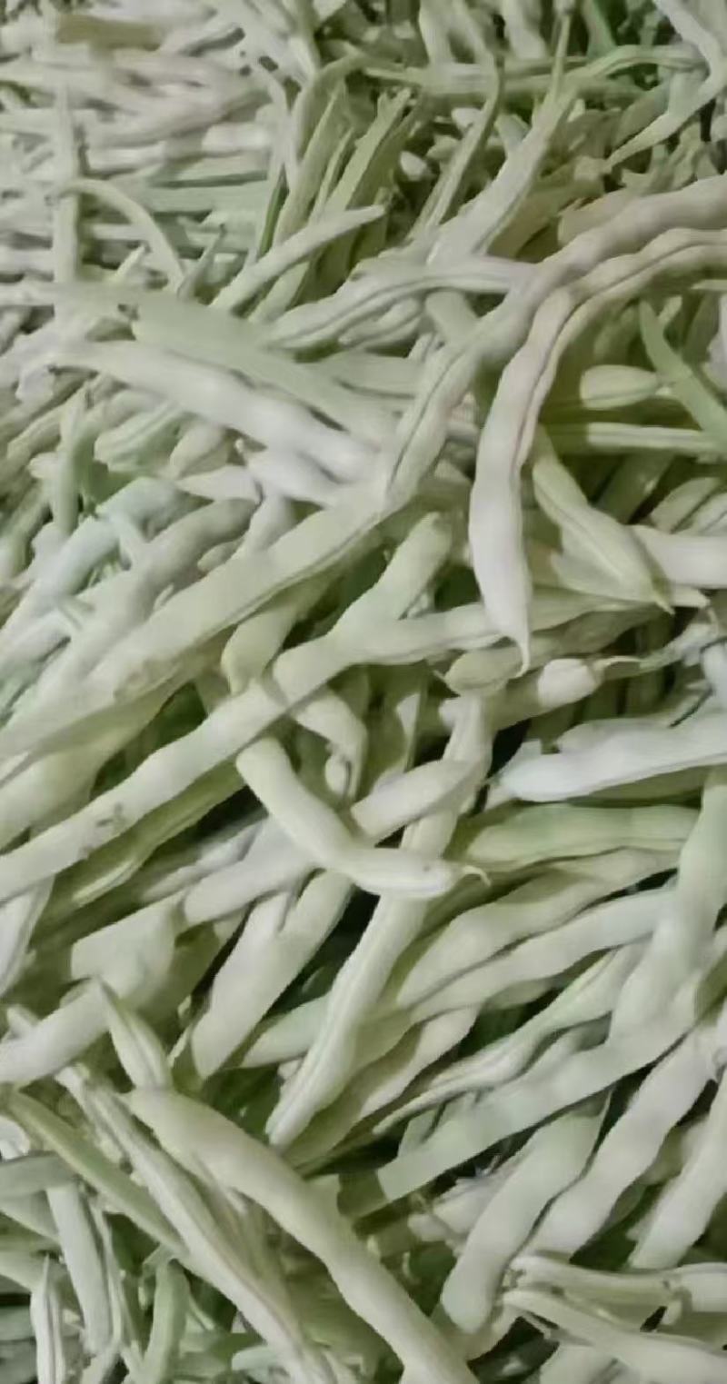 山东白芸豆万亩基地产地直供价格合理代发全国