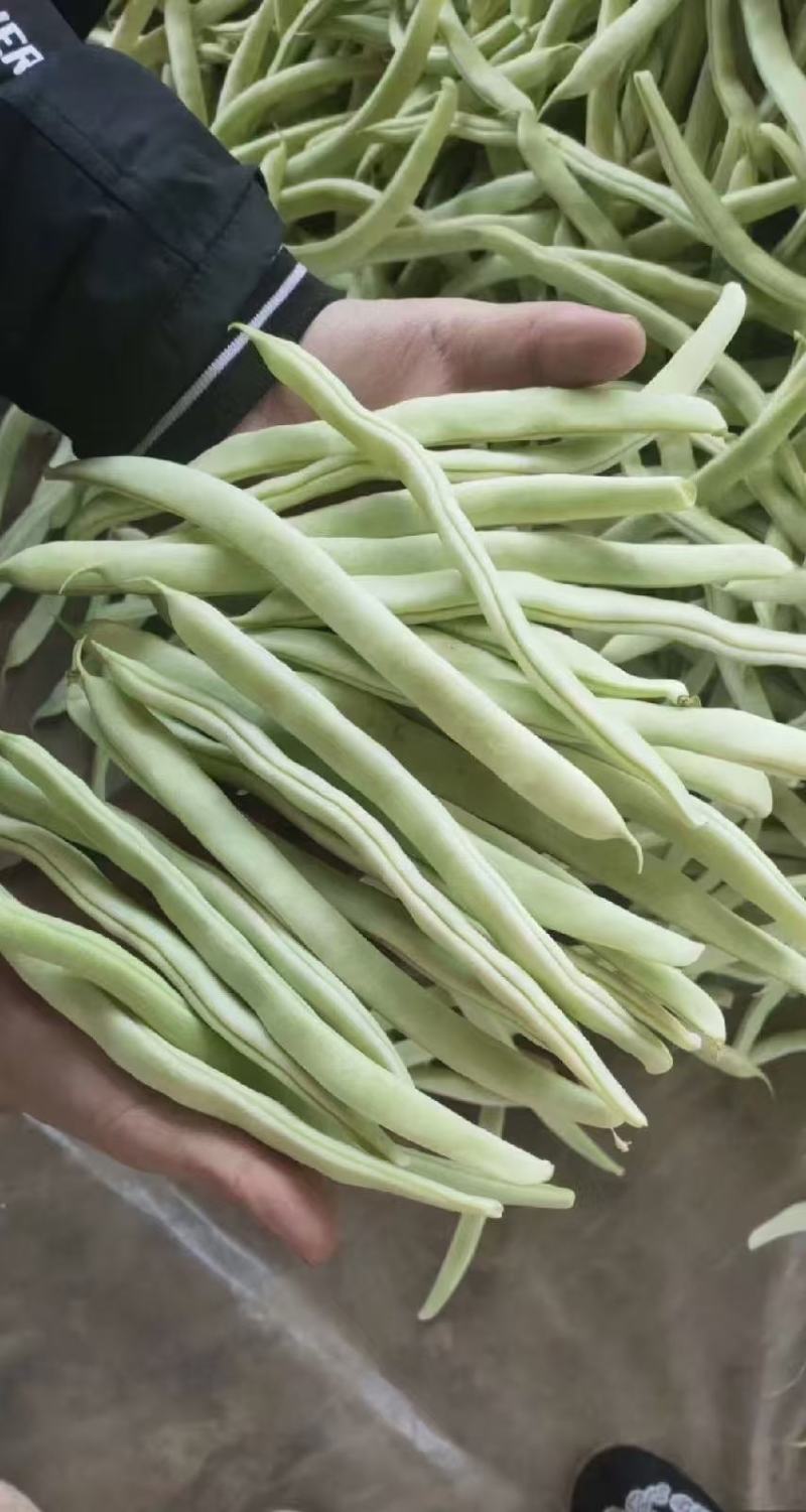 山东白芸豆万亩基地产地直供价格合理代发全国
