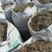 新鲜花生秧，营养丰富，适合喂养家禽，助力农田改良，
