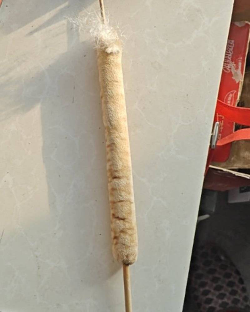 东北纯野生香蒲棒，欢迎老板前来选购