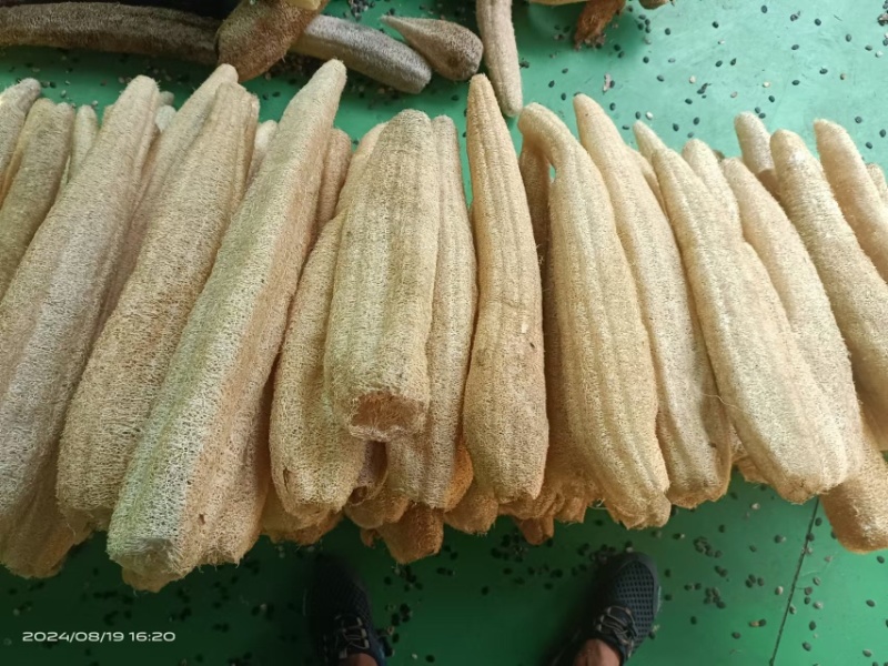 精挑细选丝瓜络46一斤50斤起批