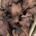 小山羊头，糕羊头，新鲜的，干净，质量不错