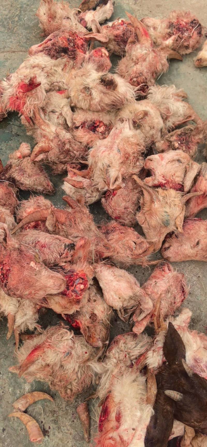小山羊头，糕羊头，新鲜的，干净，质量不错