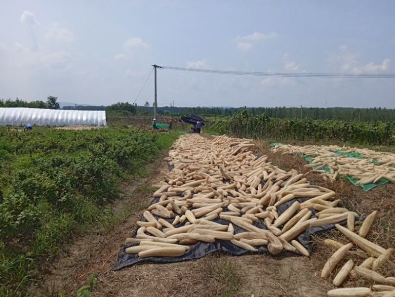 精挑细选丝瓜络49一斤50斤起批