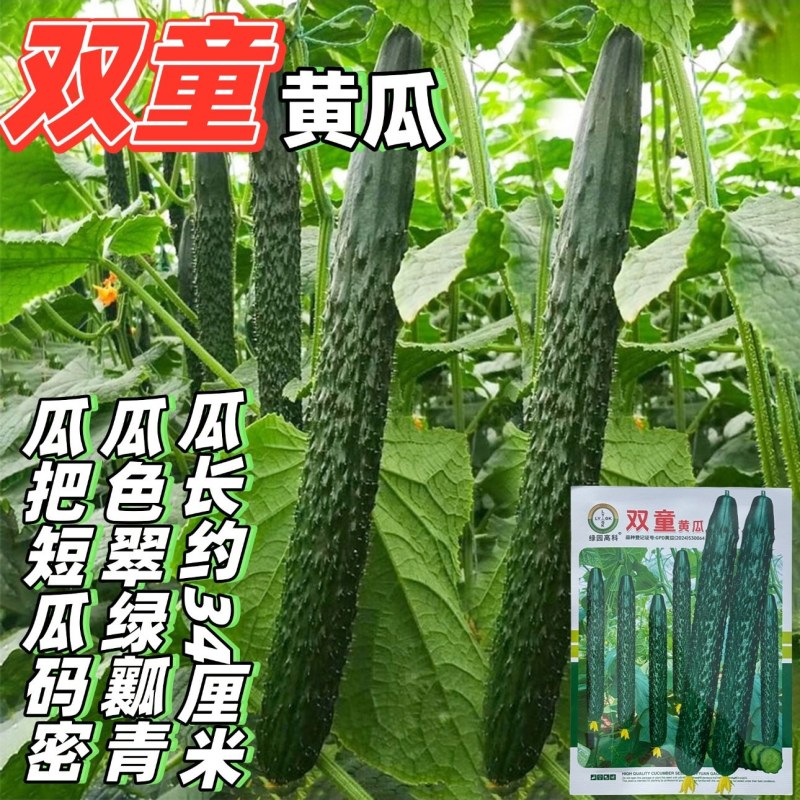 双童黄瓜种子刺密翠绿瓤青节节瓜水果青瓜种籽把短条直春秋播