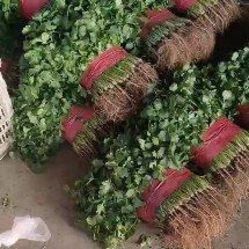 上海青小叶香菜大量上市价格便宜质量很好无杂质叶面青