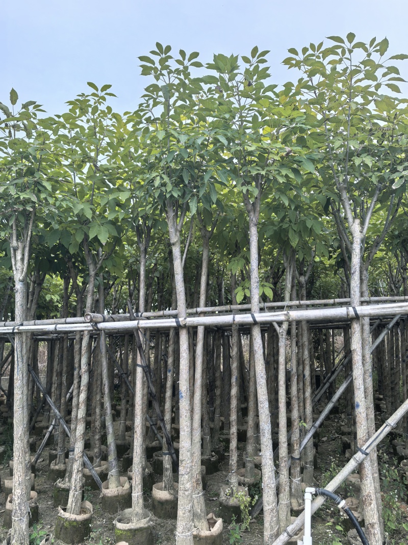 红花风铃木