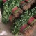 上海青小叶香菜大量上市价格便宜质量很好无杂质叶面青