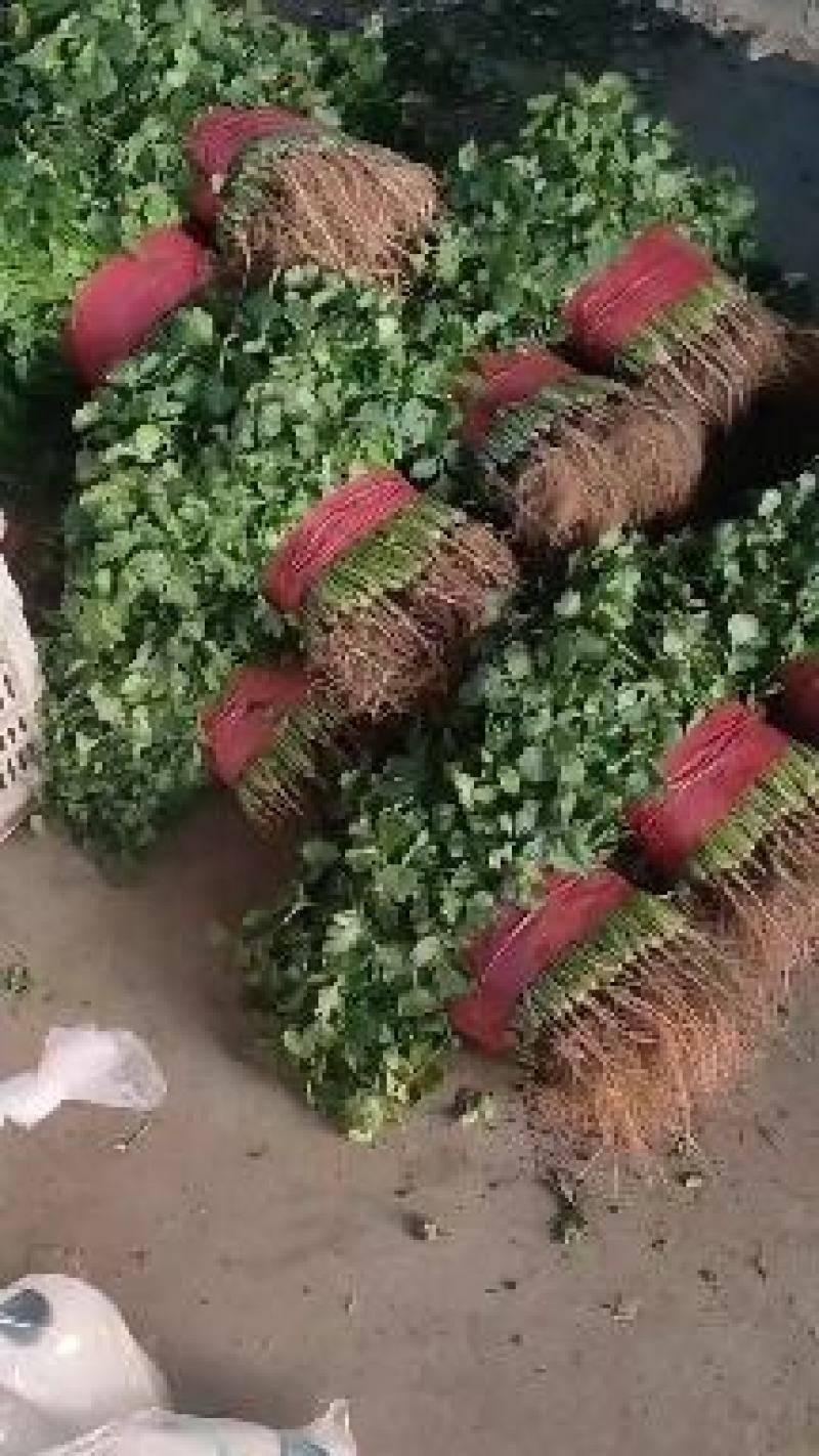上海青小叶香菜大量上市价格便宜质量很好无杂质叶面青