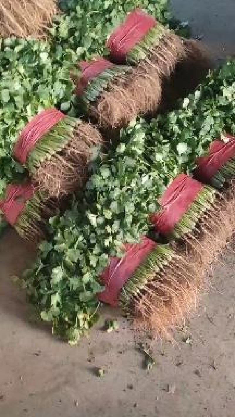 上海青小叶香菜大量上市价格便宜质量很好无杂质叶面青