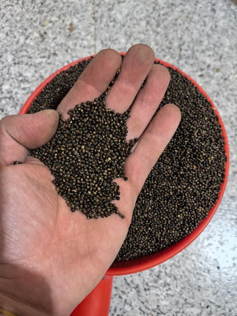 千斤拔种子小叶红皮，亩产高颗粒大，每斤110元**特卖。