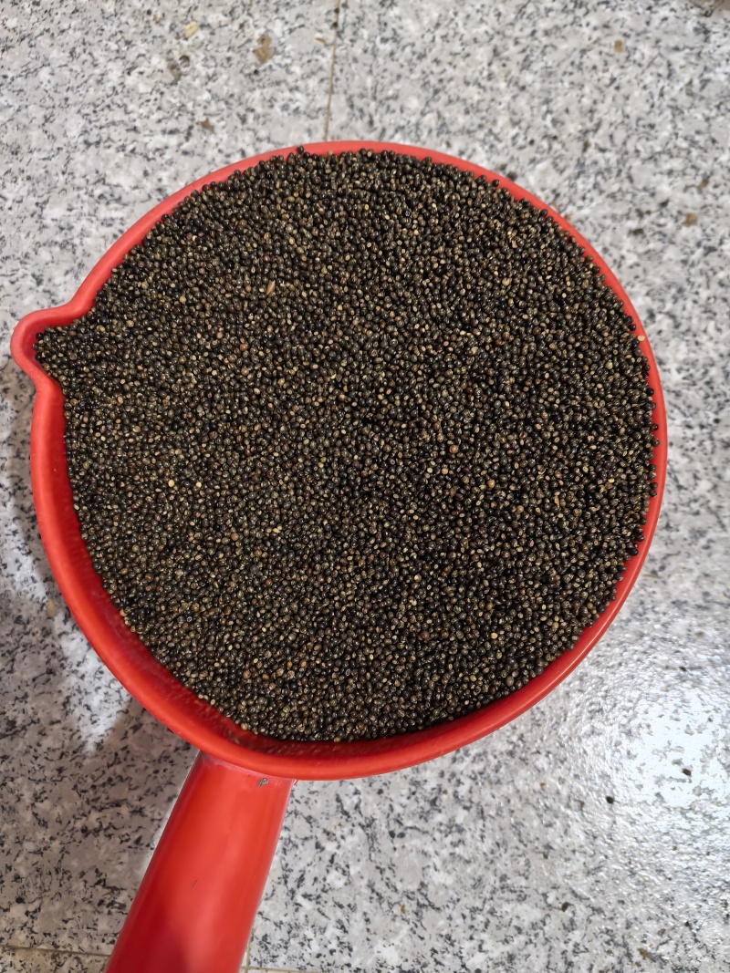 千斤拔种子小叶红皮，亩产高颗粒大，每斤110元**特卖。